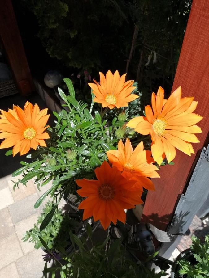 Usis_Ferienwohnung Im Harz Quedlinburg Dış mekan fotoğraf